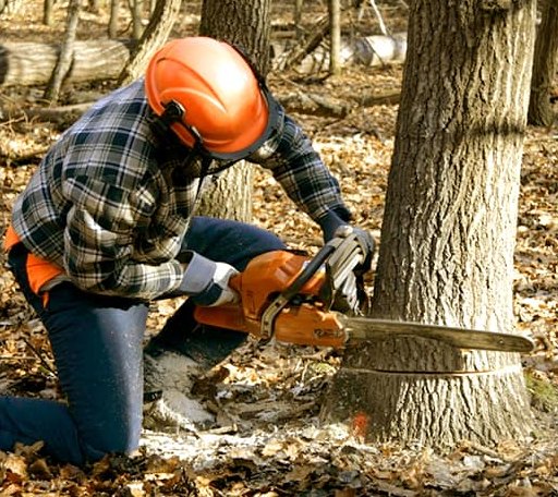 Tree Removal in West College Corner, IN